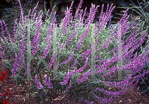 Picture of Salvia leucantha 'Santa Barbara'