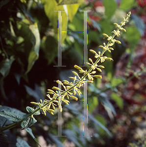 Picture of Salvia madrensis 