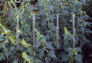 Picture of Salvia mexicana 'Limelight'