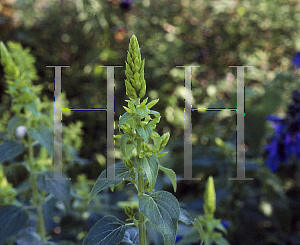 Picture of Salvia mexicana 'Limelight'