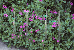 Picture of Salvia microphylla 'Pink Blush'