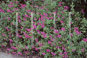 Picture of Salvia microphylla 'Pink Blush'