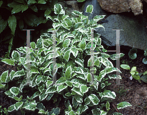 Picture of Salvia nipponica 'Fuji Snow'