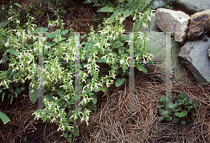 Picture of Salvia nipponica 'Fuji Snow'