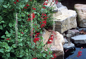 Picture of Salvia darcyi 