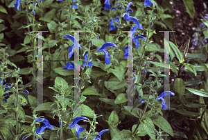 Picture of Salvia patens 