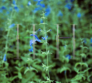 Picture of Salvia patens 'Blue Angel'