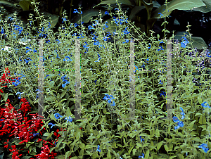 Picture of Salvia patens 'Blue Angel'