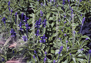 Picture of Salvia farinacea 'Rhea'