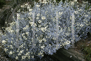 Picture of Senecio viravira 