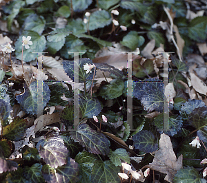 Picture of Shortia galacifolia 