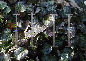 Picture of Shortia galacifolia 