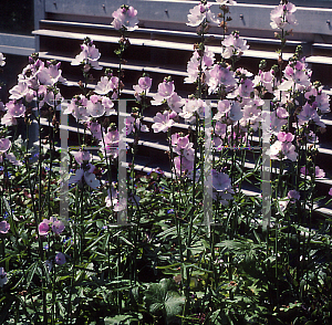 Picture of Sidalcea malviflora 'Little Princess'