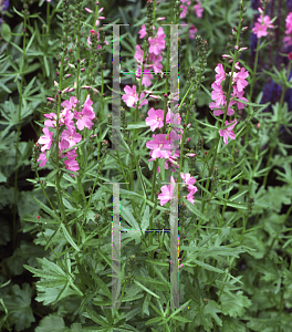 Picture of Sidalcea x 'Oberon'