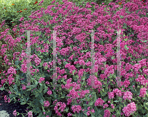 Picture of Silene armeria 'Electra'