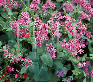 Picture of Silene armeria 'Electra'