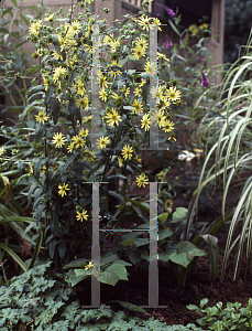 Picture of Silphium dentatum 