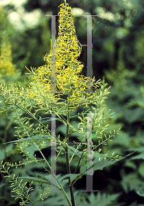 Picture of Sinacalia tangutica 