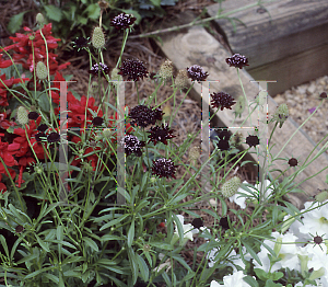 Picture of Scabiosa atropurpurea 'Chili Black'