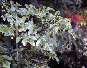Picture of Solanum atropurpureum 