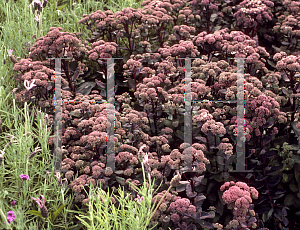 Picture of Hylotelephium  'Strawberries & Cream'