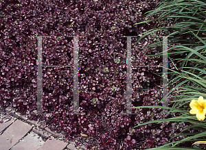 Picture of Sedum spurium 'Ruby Mantle'