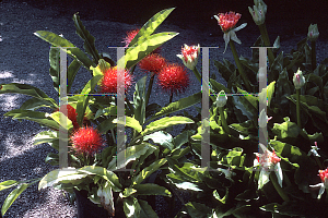 Picture of Scadoxus  'King Albert'