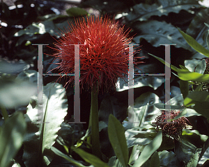 Picture of Scadoxus  'King Albert'