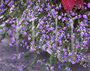 Picture of Scaevola aemula 'Blue Flash'