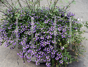 Picture of Scaevola aemula 'Blue Ice'