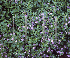 Picture of Scaevola aemula 'Blue Sky'