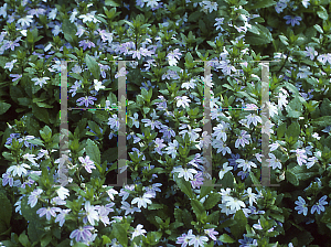 Picture of Scaevola aemula 'Zigzag'