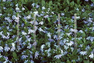 Picture of Scaevola aemula 'Zigzag'