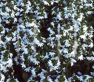 Picture of Scaevola aemula 'Outback White'