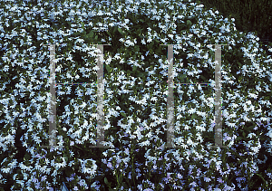 Picture of Scaevola aemula 'Outback White'