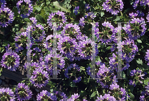 Picture of Scaevola aemula 'Outback Purple Fan'