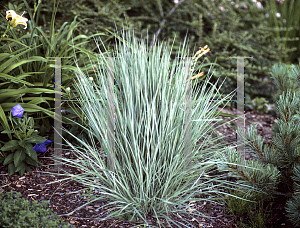 Picture of Schizachyrium scoparium 'The Blues'