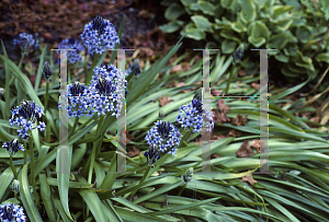 Picture of Scilla peruviana 