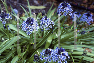 Picture of Scilla peruviana 