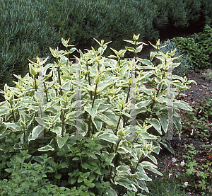 Picture of Scrophularia auriculata 'Variegata'