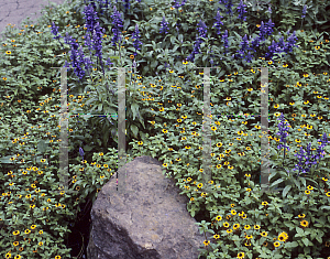 Picture of Sanvitalia procumbens 