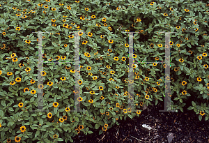 Picture of Sanvitalia procumbens 'Mandarin Orange'