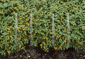 Picture of Sanvitalia procumbens 'Orange Sprite'