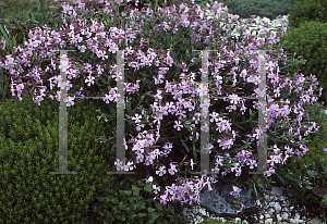 Picture of Saponaria x lempergii 'Max Frei'