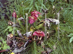 Picture of Sarracenia purpurea 