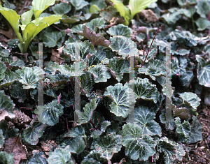 Picture of Saxifraga stolonifera 'Athens'