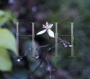 Picture of Saxifraga stolonifera 'Athens'