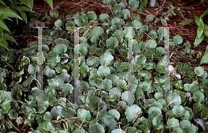 Picture of Saxifraga stolonifera 