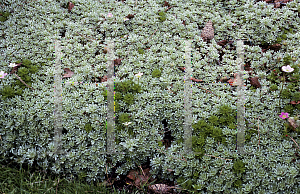 Picture of Saxifraga sempervivum 'Silver Cushion'