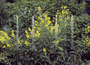 Picture of Sisymbrium luteum 